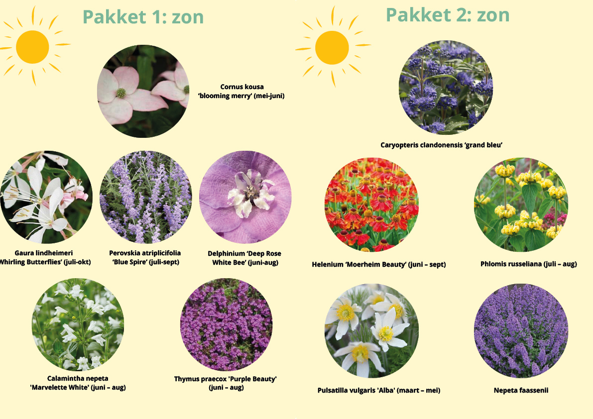 2 plantenpakketten zon