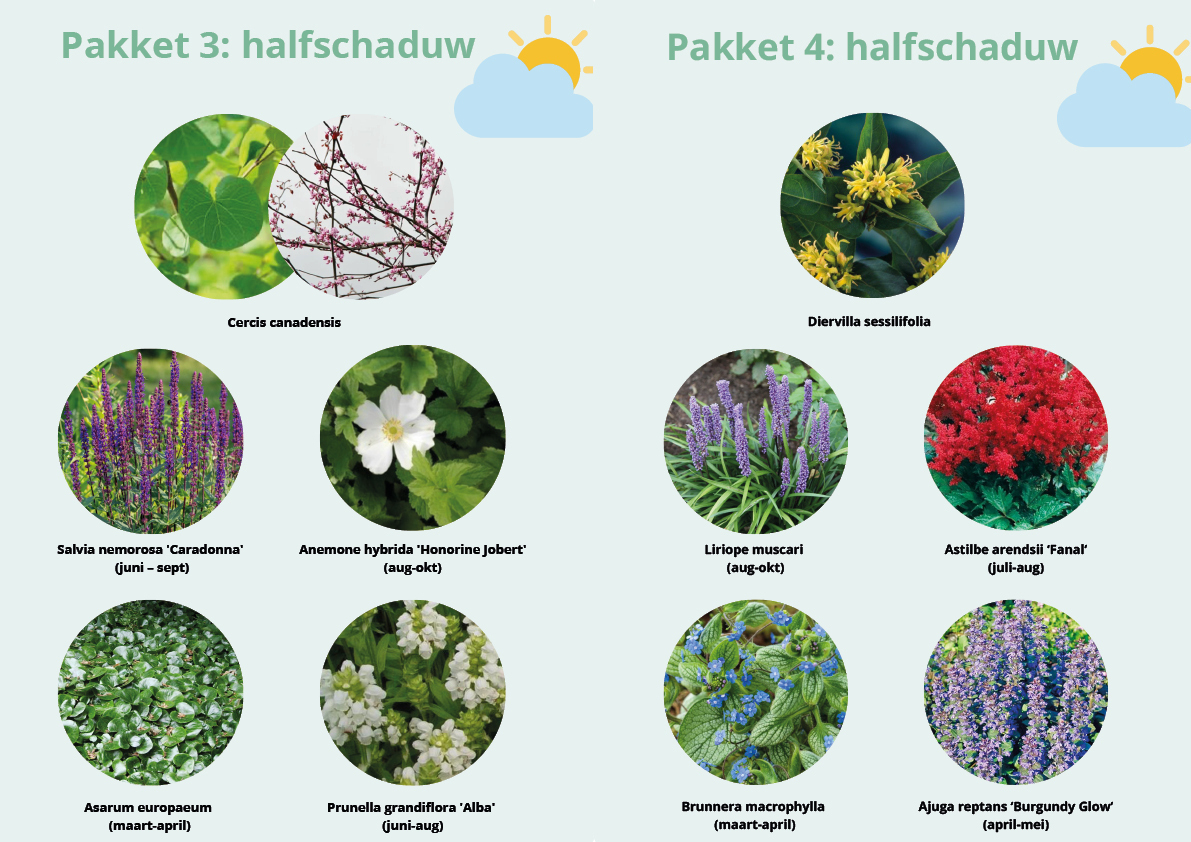 2 plantenpakketten schaduw